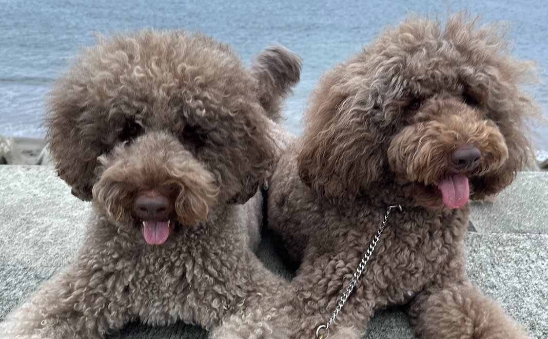 応援コース【30万円】