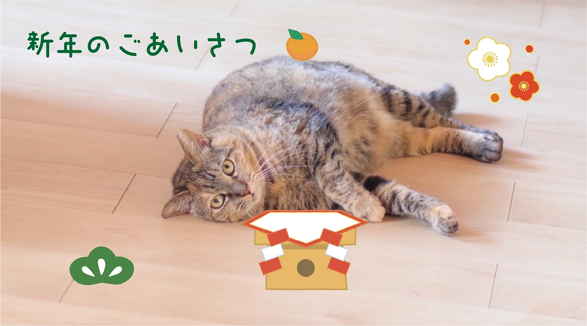 もりねこ2024年に向けて