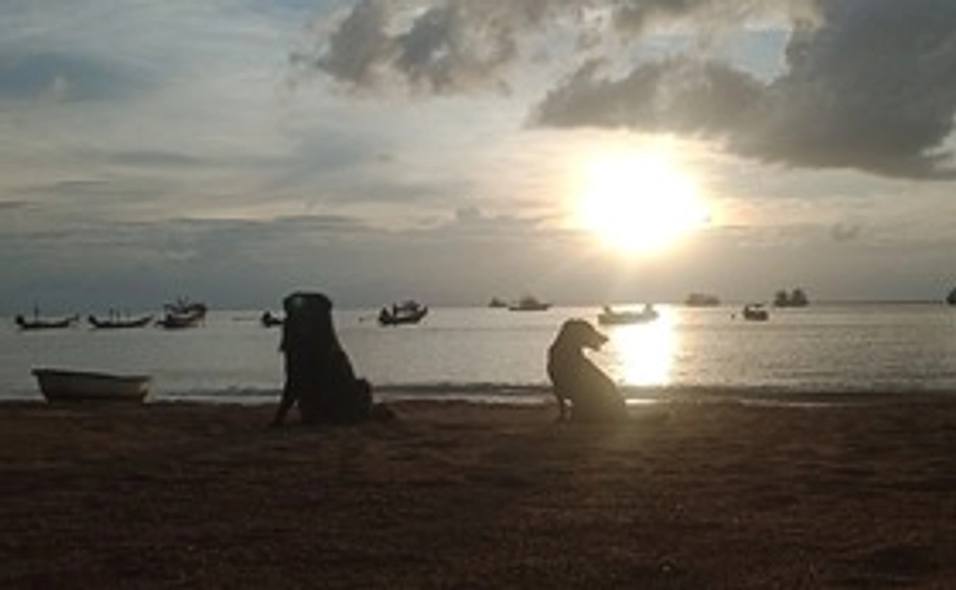 野良犬のご飯-４