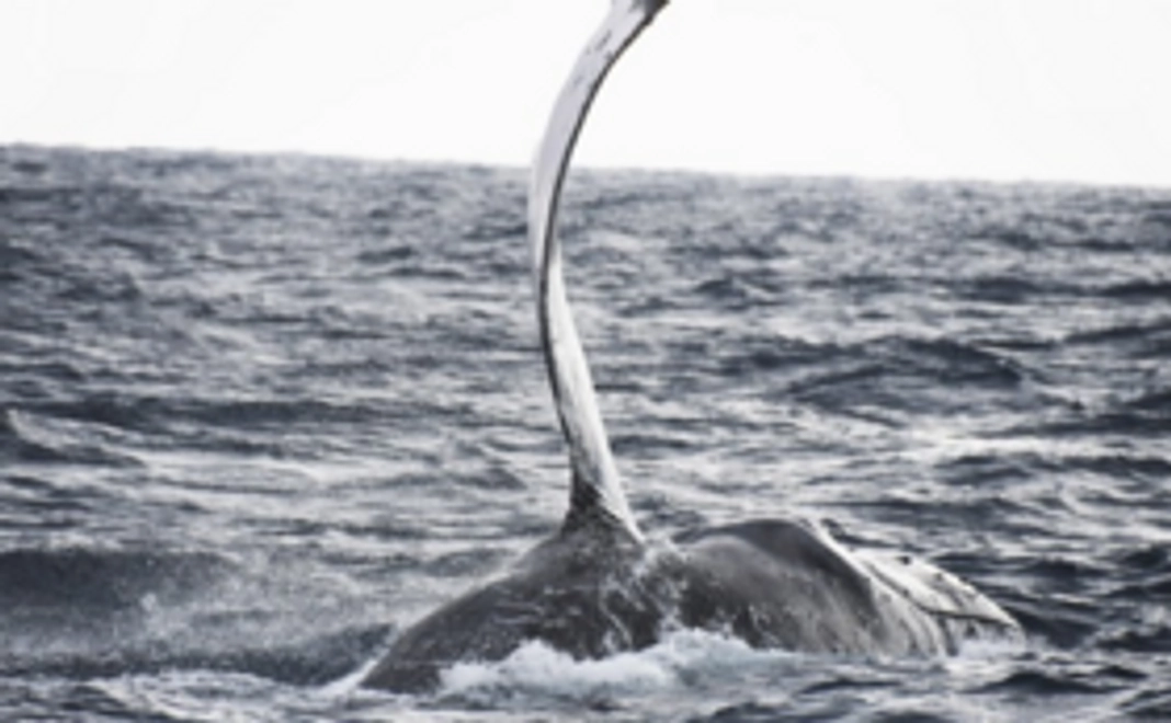 【極上】マッコウクジラの顎骨 マッコウクジラの歯 彫刻材料 印鑑  貴重品