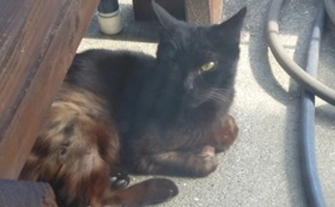 ぽんちゃん元気になって　感謝のメール