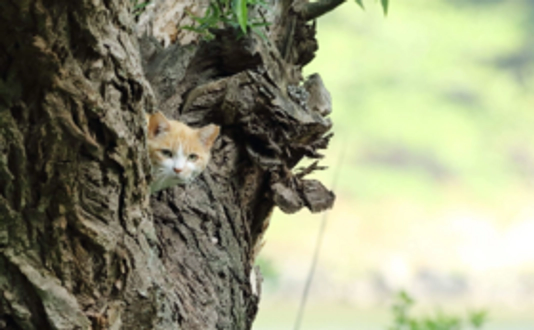 プロ撮影の可愛い猫たちの写真をメールでお届けします