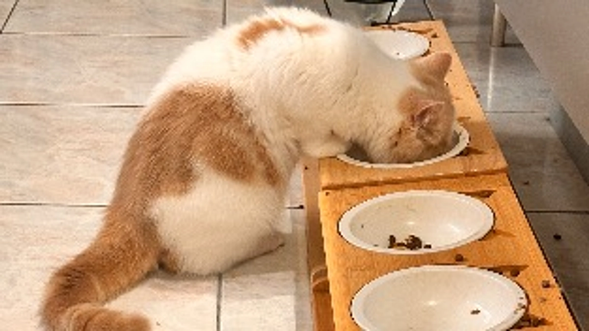 なんでも食べるわさび