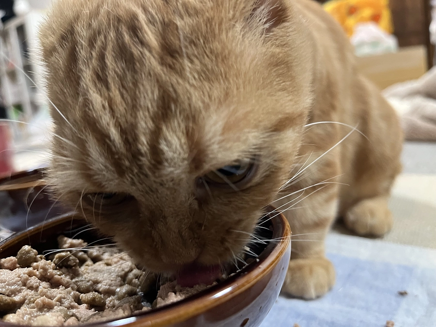 もりもり食べるふう