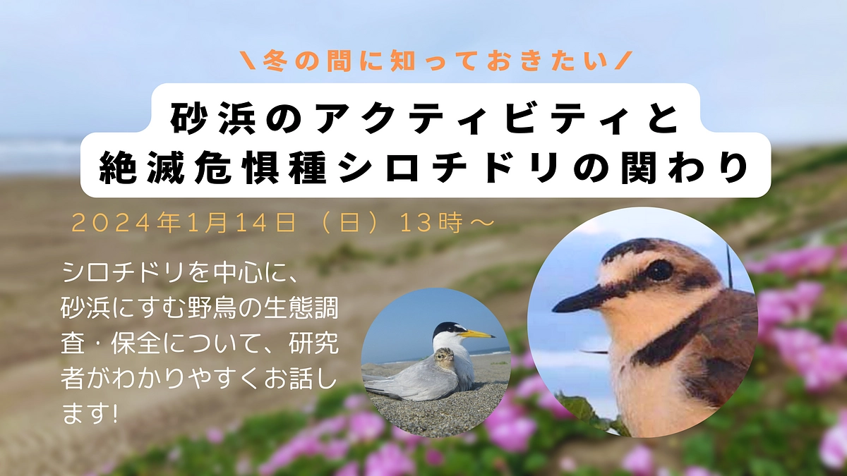 シロチドリのトークイベントを開催します！