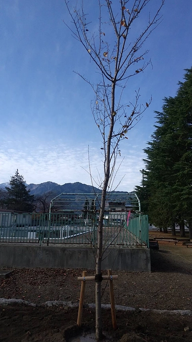11/23に桜並木の桜（一本）植え替えを行いました！