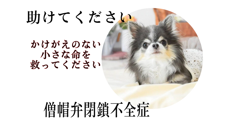 心臓病に苦しむ愛犬『ヒメ』の手術費用をご支援ください