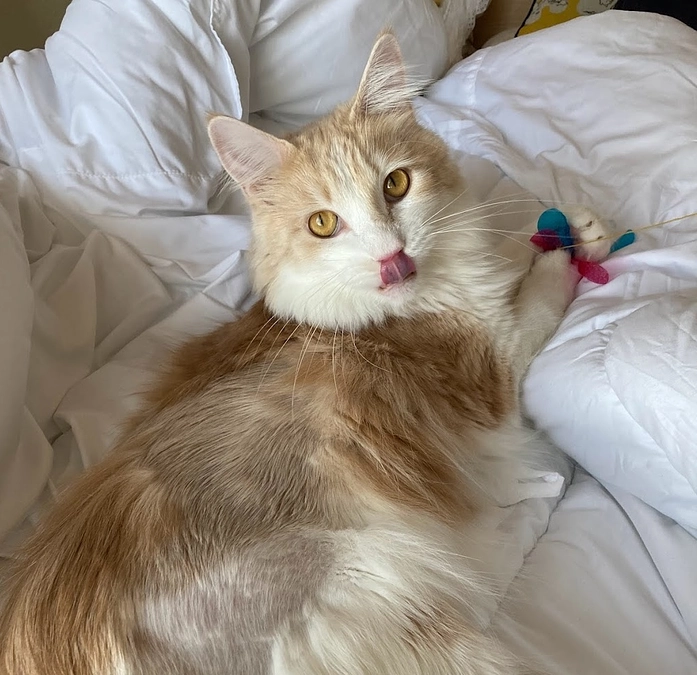 10/19ルイの様子/治療費を更新しました