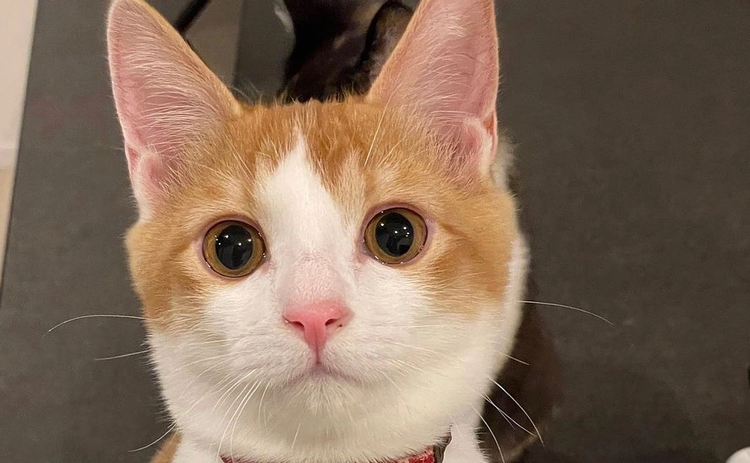 そらくんコース