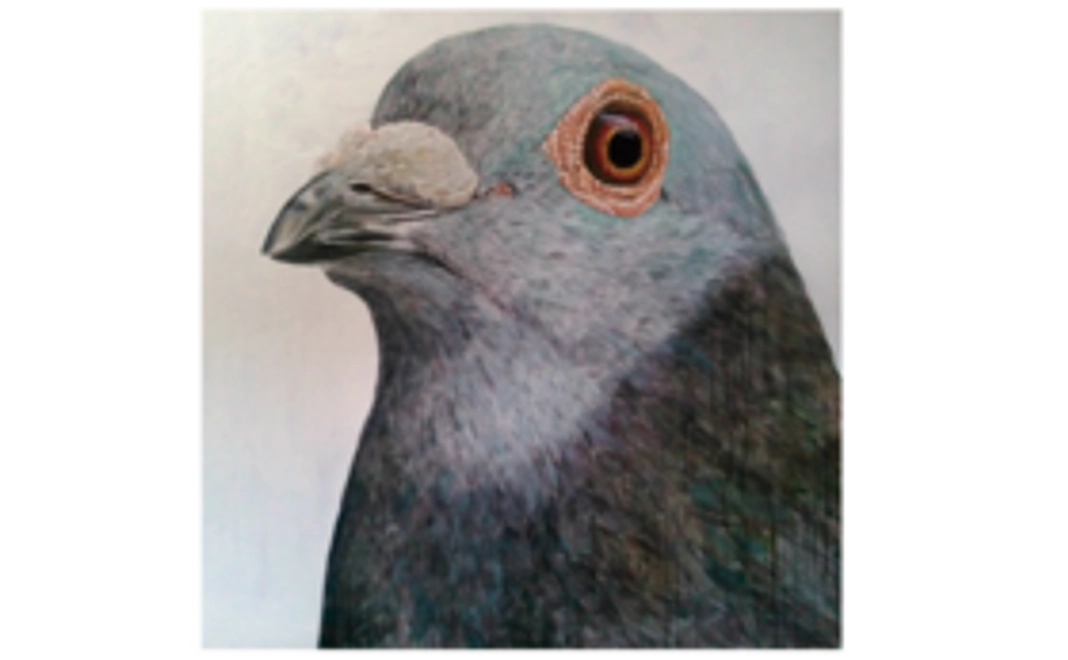 [910x920ｍｍ] pigeon "lost"