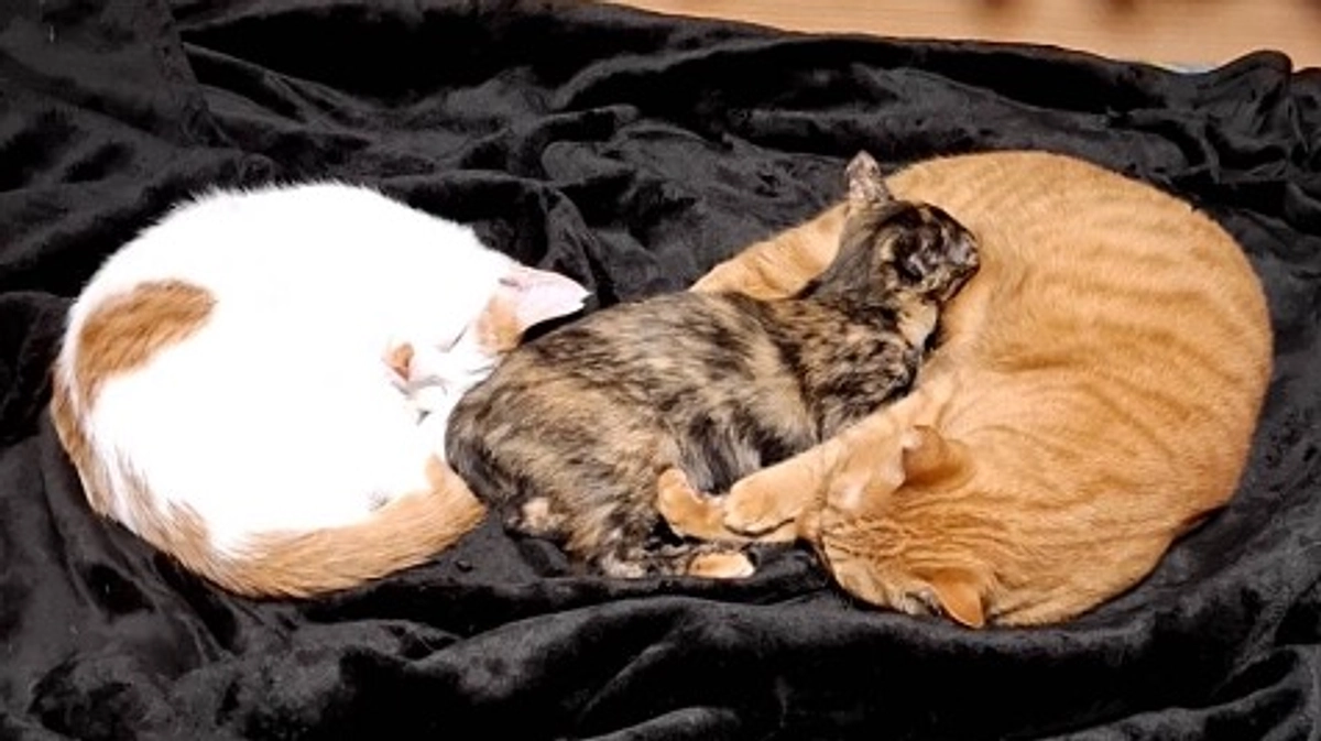 同居人入院のため多忙