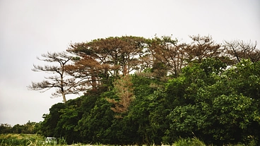 美しい琉球松を守りたい。松枯れ拡大をくい止めるため、ご支援を！ のトップ画像