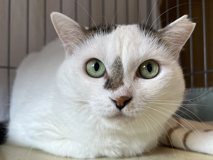 お家に残された猫達の保護