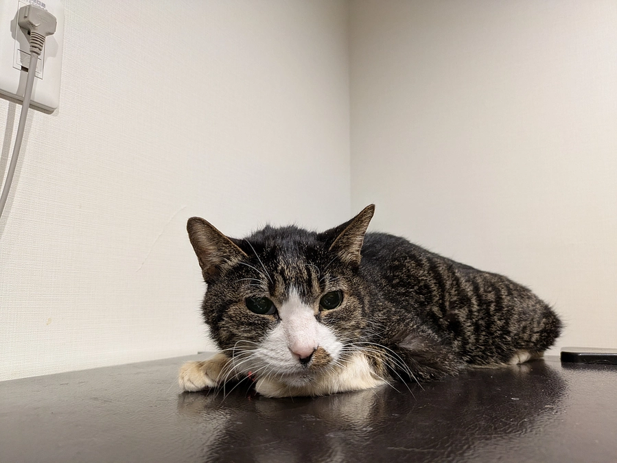 ［もなか君］抜歯のご報告