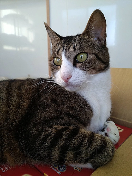 在籍猫紹介【アーモンド君】