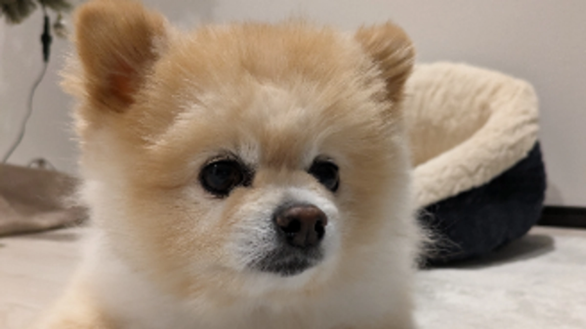 ポンタの声帯について