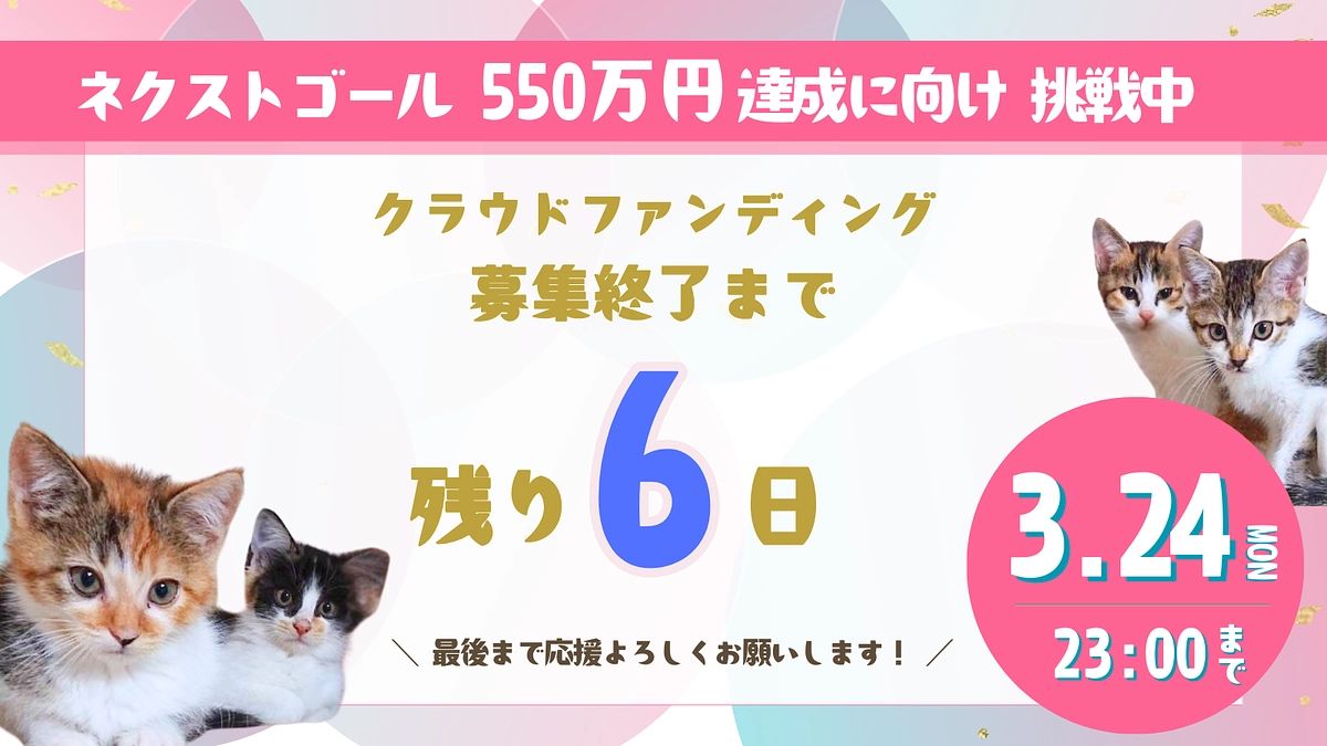 猫にゃんズのプロジェクト終了まで【残り6日】応援コメントのご紹介