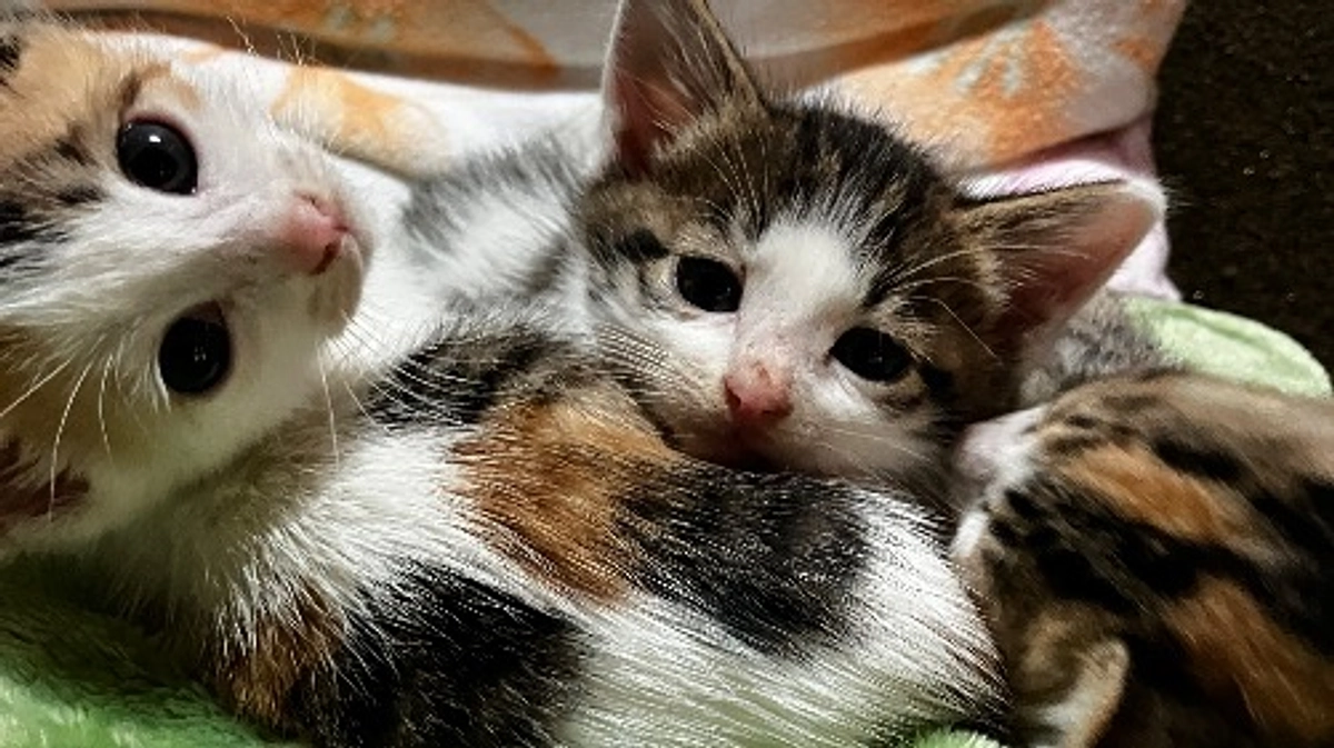 子猫祭り続く…