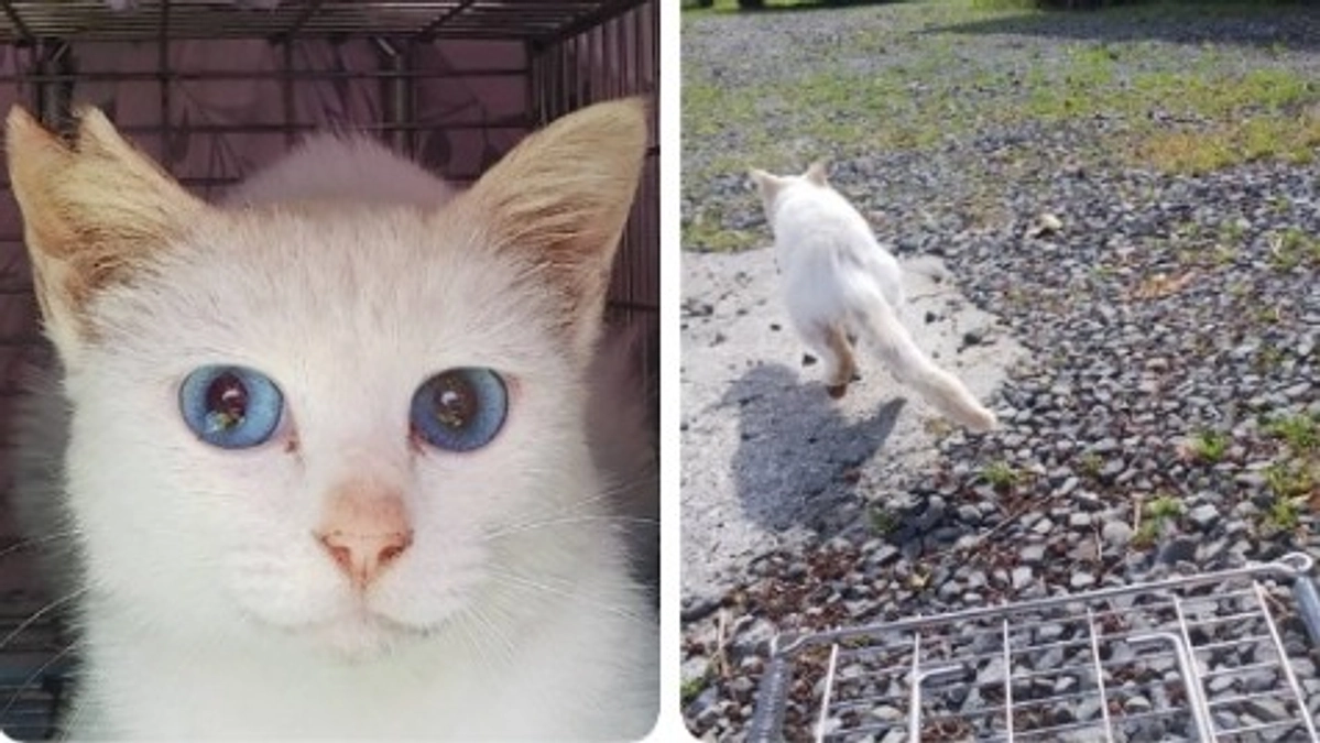 ついに出産シーズン到来、今月は70頭のTNRを実施しました。不幸な命を産ませない仕組みが必要です