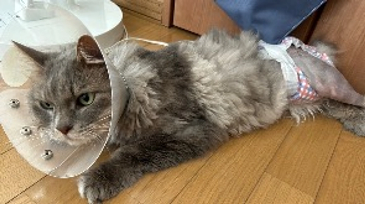 術後退院してからの様子です