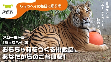 アムールトラ「ショウヘイ」に、みんなでつくるおもちゃ箱をプレゼント のトップ画像