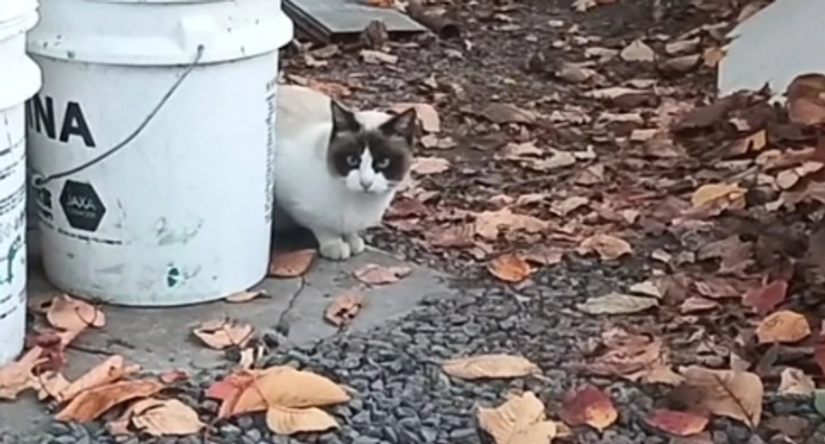 シャムミックスお母さん