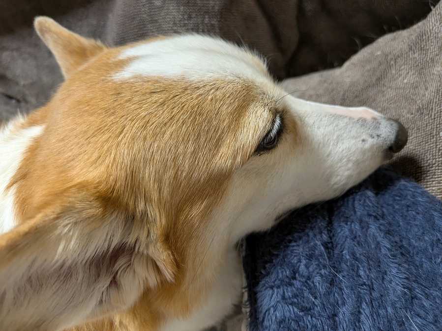 退院2日後に傷周りに紫斑が広がっている！緊急受診