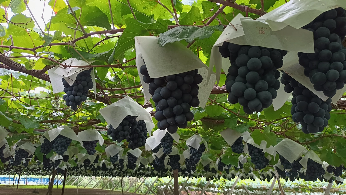 シン・山梨大学ワイン2025　に向けて