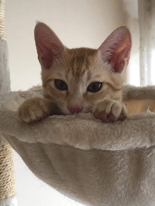 白血病の子猫　こたろうくんのお話