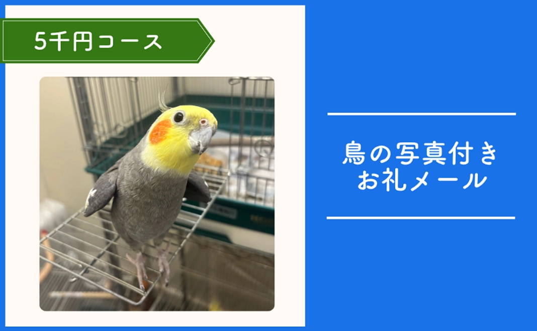 TSUBASA応援コース｜5千円