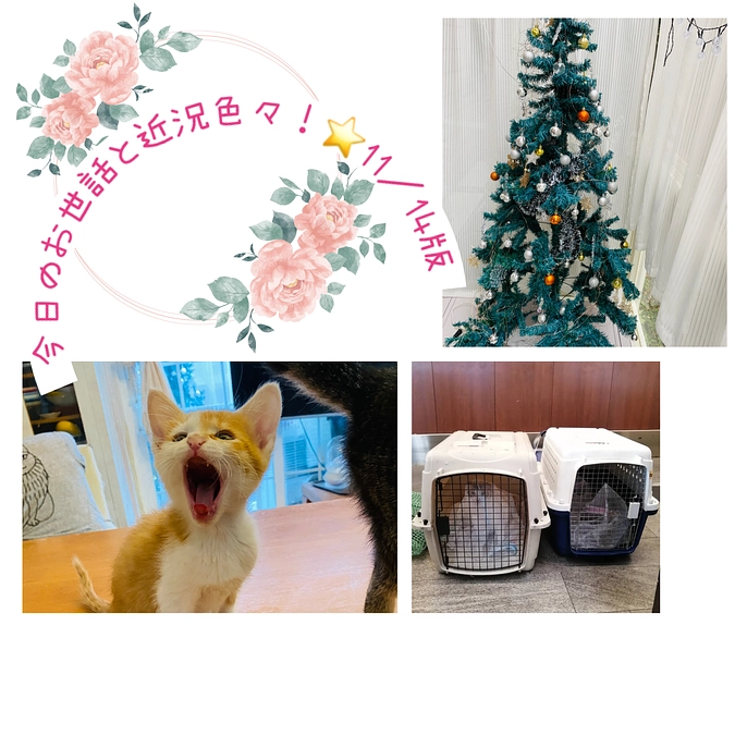 今日のお世話と近況色々⭐️11／14版