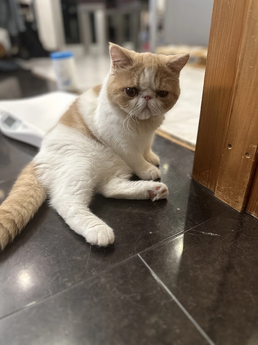 💩がちょっとしか出ないわさび