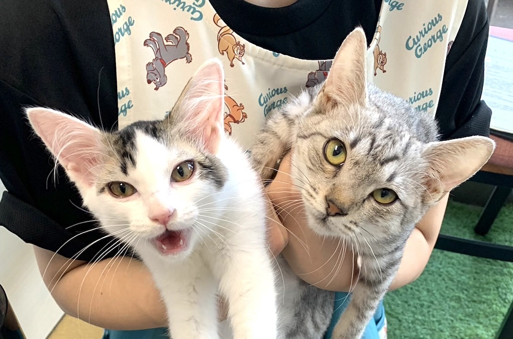 里親さんが決定しました！