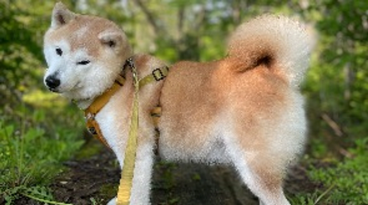 愛犬にハプニング！あたふたする飼い主のはなし