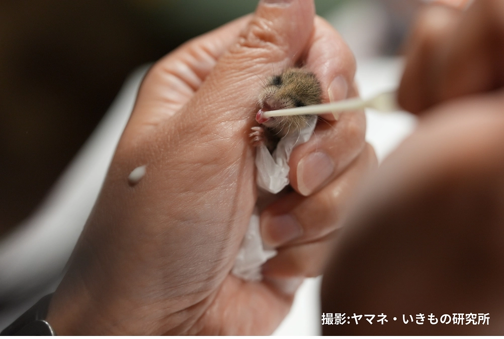 🌿ヤマネ保育日誌②🌿 