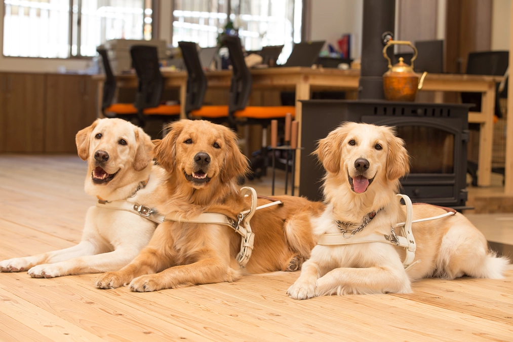 犬と暮らしやすいまち亀岡（２０２３／１１／８）