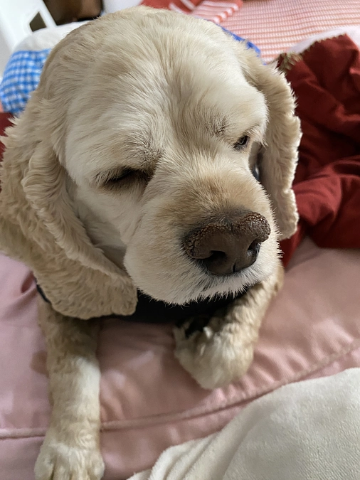 残り12日です　もう一度ご支援お願い致します　ほぼ1日寝ています　散歩も難しくなりました