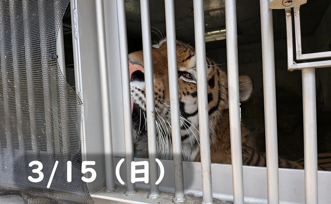 【3/15(日)】間近でショウヘイ!もぐもぐタイム