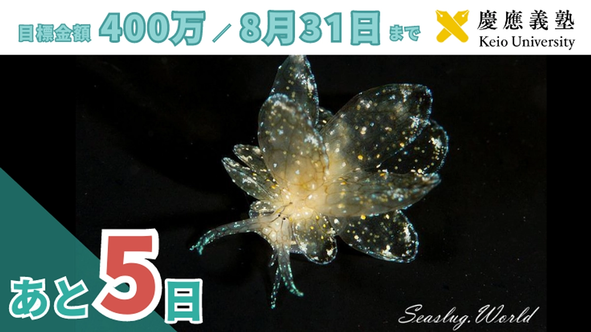 残り5日！応援メッセージのご紹介