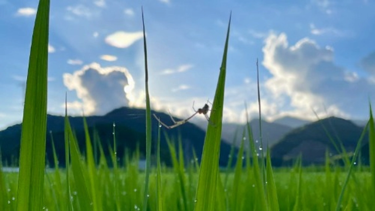 《淡路島ドクター弁当》刈って盛り上げた雑草のその下に......