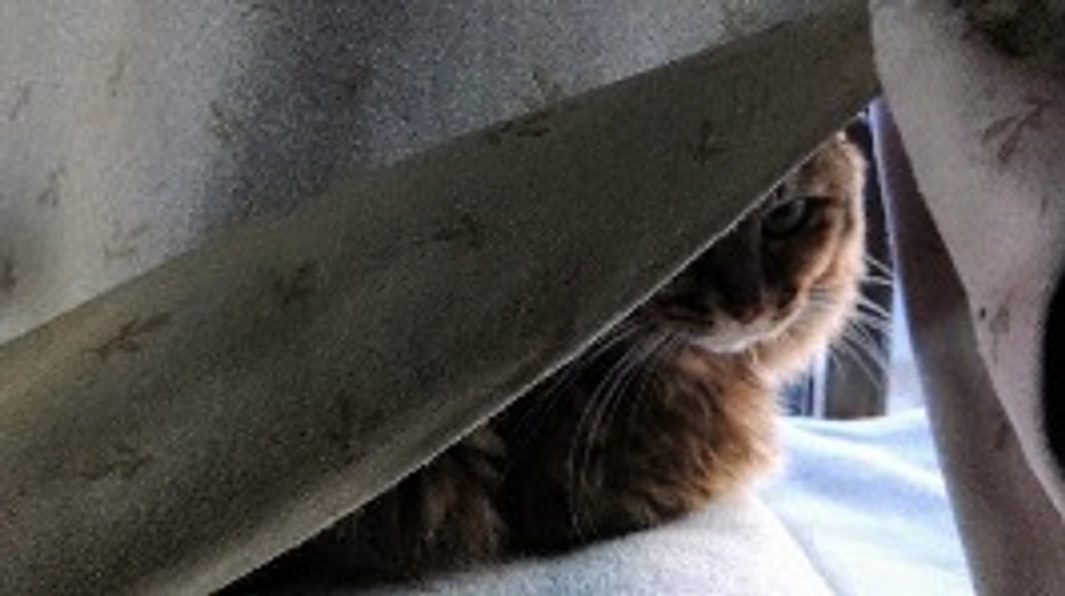 X(旧ツイッター)に表示されるようになりました。