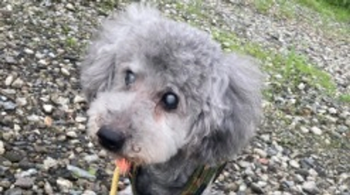 手術日について