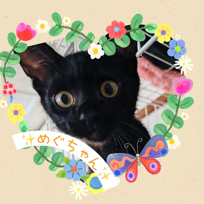 沖縄で保護〜肉球が2個欠損した負傷猫ちゃんのその後