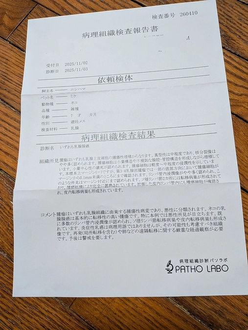 検体検査(ミケちゃん💕)