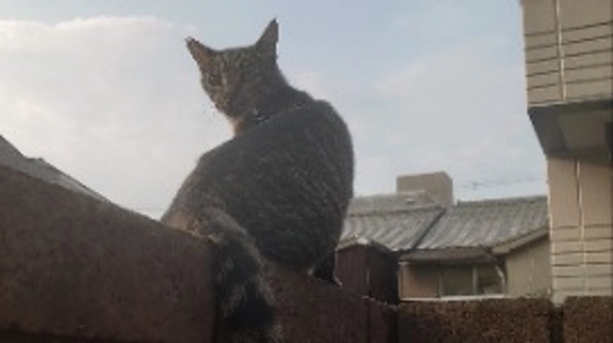 支援物資とクラファンの申請について