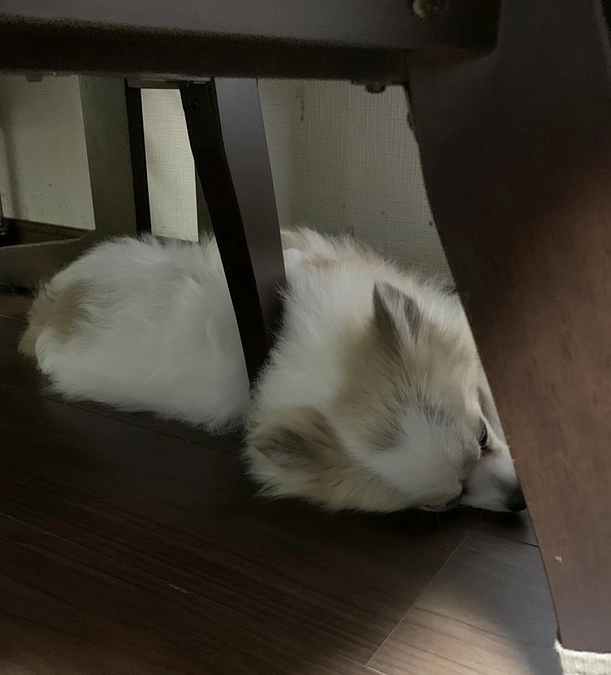 タイラー緊急手術になりました。