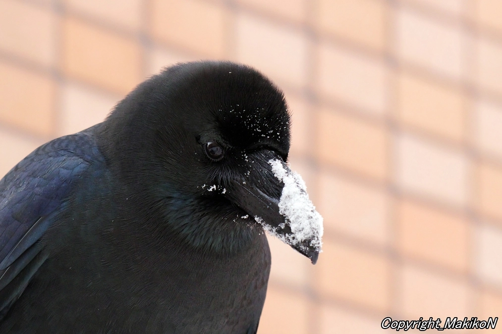 継続寄付がスタートいたしました