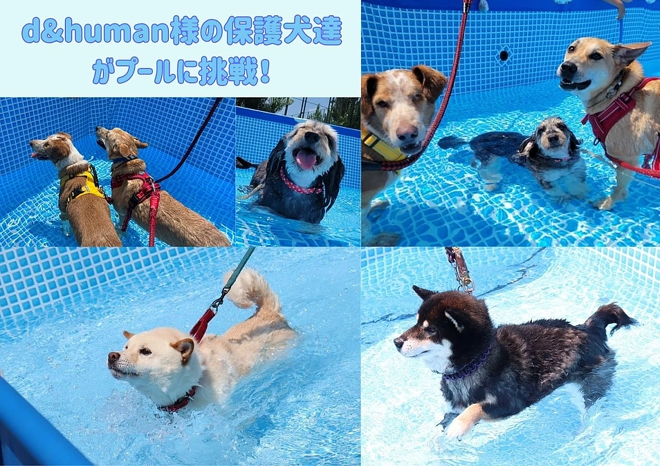 【第一関門突破まで残り2万円】初の試みプールイベント実施！d&human様の保護犬達も楽しそうです！