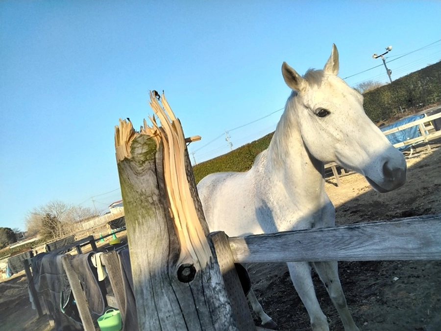 【大切なお話】なぜ牧柵の修繕が必要なのか