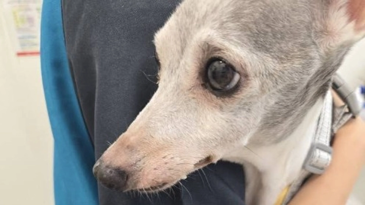 イタグレの保護犬、新たな名は「セラン」。病気だらけでこれから治療の日々が始まります